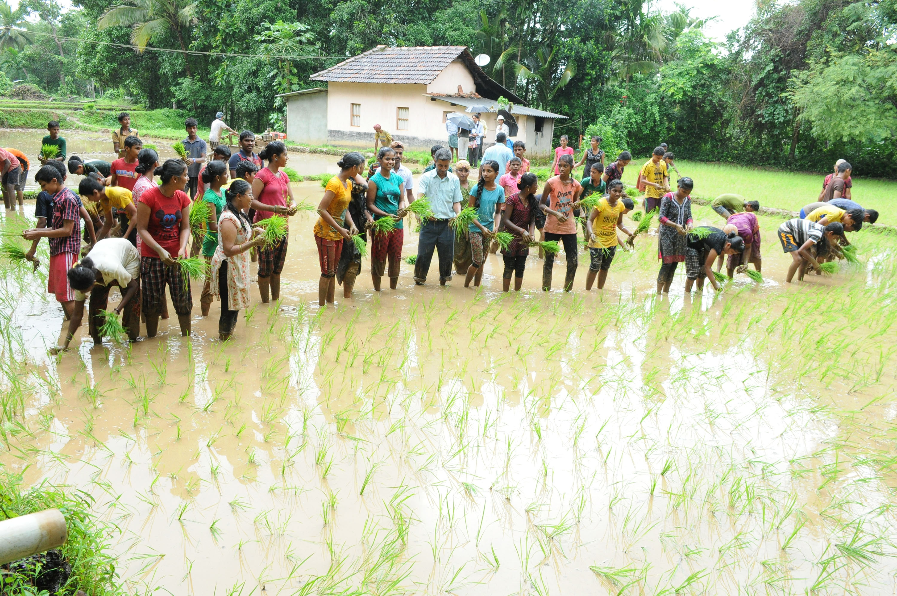 ಗದ್ದೆಗಿಳಿದು ನೇಜಿ ನೆಟ್ಟು ಕೈಕೆಸರು ಮಾಡಿಕೊಂಡ ನಿಟ್ಟೂರು ಶಾಲಾ ಮಕ್ಕಳು